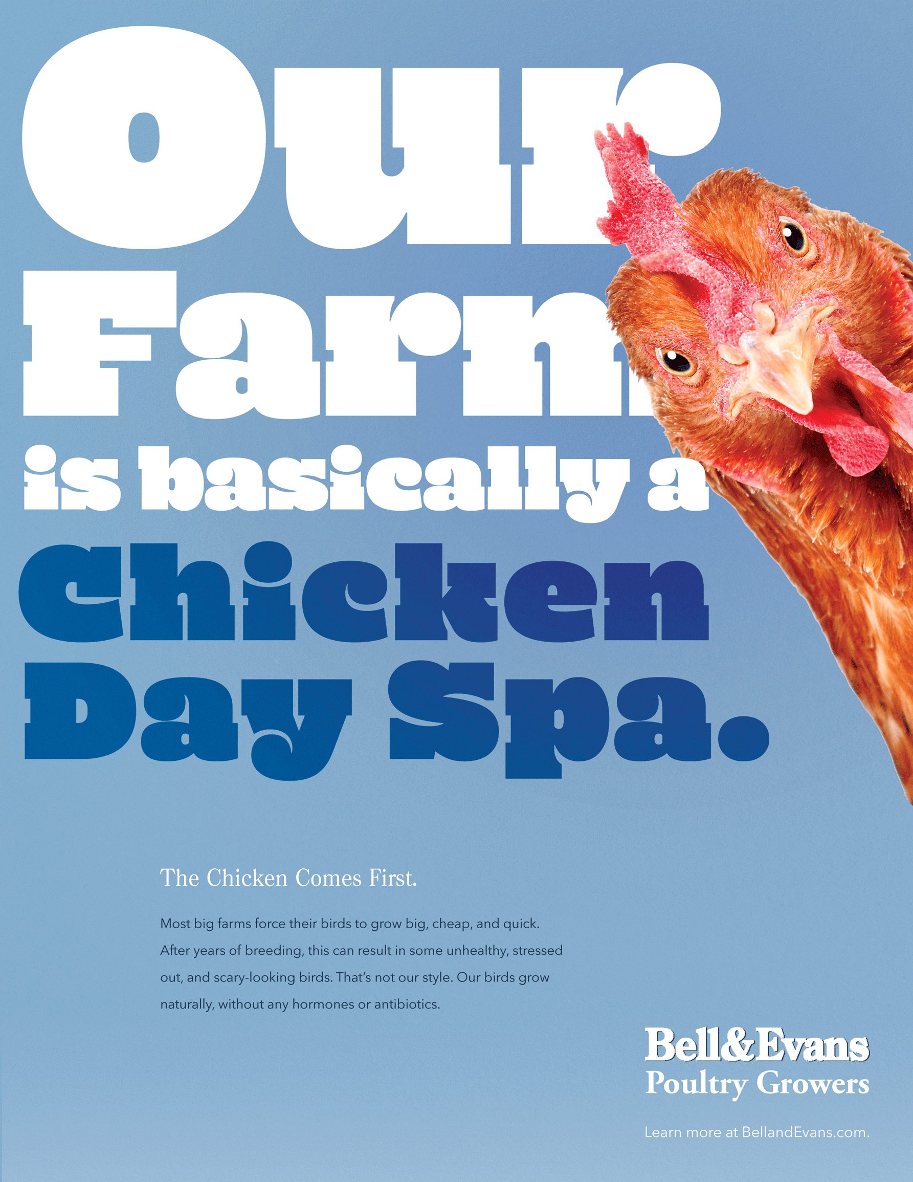 Our farm is basically a chicken day spa.